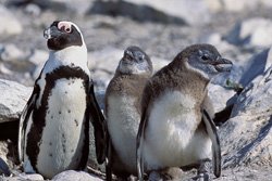Brillenpinguin mit Jungtieren