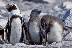 Pinguino dal becco arancione con due pulcini sull'Isola di Dyer, Sudafrica