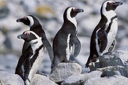 Pingouins à lunettes et oiseaux de mer rares sur l'île de Dyer, Afrique du Sud