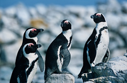Découvrez les fascinants pingouins à lunettes sur l'île de Dyer en Afrique du Sud
