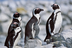 Manchots à lunettes et oiseaux marins rares sur l'île Dyer en Afrique du Sud