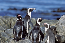 Erleben Sie die Brillenpinguin Kolonie auf Dyer Island in Südafrika