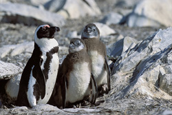 Brillenpinguine auf Dyer Island: Einzigartige Lebenswelt vor Südafrikas Küste
