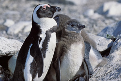 Brillenpinguinfamilie auf Dyer Island, Suedafrika