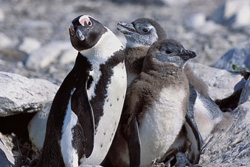 Sull'isola di Dyer nidifica la famiglia di pinguini con occhiali e altri rari uccelli marini