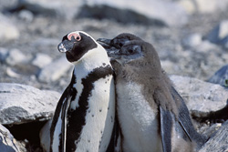 Erleben Sie die faszinierende Welt der Brillenpinguine auf Dyer Island