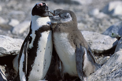 Sur l'île de Dyer, les manchots à lunettes et des oiseaux marins rares nichent. L'île ainsi que la faune et la flore sont entièrement protégées. Seul un garde de la nature et parfois un biologiste habitent sur l'île.