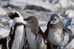 Manchots à lunettes et oiseaux marins rares sur l'île de Dyer, Afrique du Sud