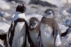 Pinguini dal becco a sella - Abitanti a rischio dell'Isola Dyer in Sudafrica