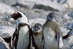 Famille de manchots du Cap sur l'île de Dyer en Afrique du Sud