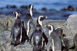 Esperienza il gruppo di pinguini con occhiali su terreno roccioso al largo della costa sudafricana