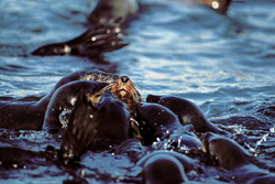 The South African fur seal Pasha is cared for by his harem