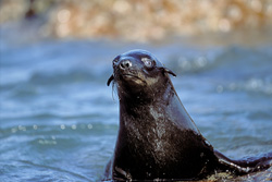 La foca de piel sudafricana en Geyser Rock observa atentamente su entorno