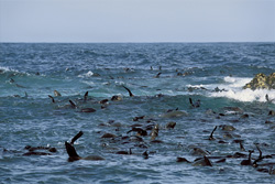Playful South African Fur Seals at Geyser Rock in South Africa