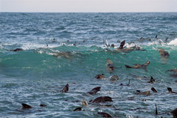 Watch South African fur seals in front of Geyser Rock