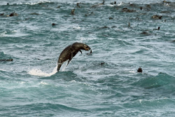 Playful fur seal in its natural habitat