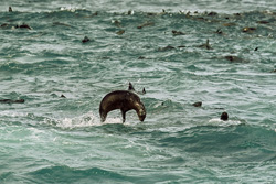 Captivating shots of South African fur seals in action in front of Geyser Rock