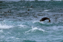 Witness the majestic South African fur seals in the surf at Geyser Rock