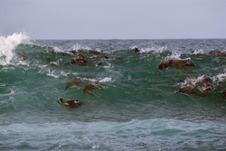 Playful South African fur seals in stormy weather off the island of Geyser Rock