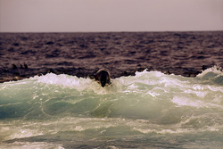 South African Fur Seal in the Surf at Geyser Rock - Fascinating Wildlife in South Africa