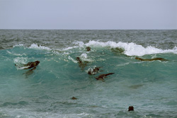South African fur seals and the danger of Great White Sharks off Geyser Rock