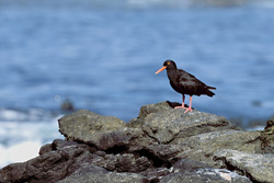 Rare African Black Oystercatcher - Bird of Southern Africa