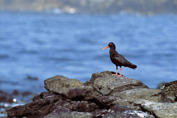Fascinating African Black Oystercatcher on the Coast of South Africa