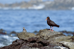 Fascinating African Black Oystercatcher in South Africa