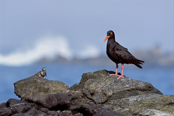 Fascinating African Black Oystercatcher in South Africa