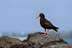 Encounter with the rare African Black Oystercatcher in South Africa