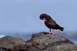 Fascinating African Black Oystercatcher on the Coast of South Africa
