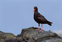 Fascinating African Black Oystercatcher on the coast of South Africa