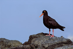 Fascinating African Black Oystercatcher in South Africa