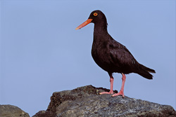 Fascinating African Black Oystercatcher in South Africa