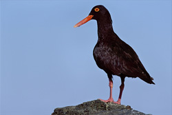 Discover the Fascinating African Black Oystercatcher on Dyer Island in South Africa