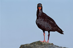 Schwarzer Austernfischer