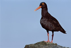 Fascinating African Black Oystercatcher on the Coast of South Africa