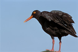 Observe the rare African Black Oystercatcher in South Africa