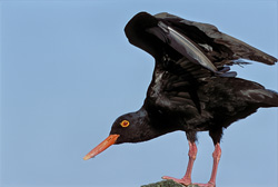 Captivating Images of the African Black Oystercatcher in South Africa