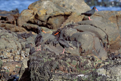 Rare African Black Oystercatcher in South Africa - Endangered Coastal Bird Species