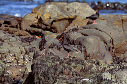 Fascinating African Black Oystercatcher on the Coast of South Africa