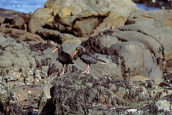 Rare African Black Oystercatcher - Endangered endemic bird species in South Africa