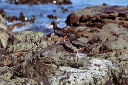 Fascinating African Black Oystercatcher