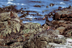 Rare African Black Oystercatcher spotted in South Africa - Fascination of the endemic bird world