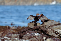 Insight into the Life of the African Black Oystercatcher and Bank Cormorant in South Africa