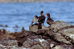 Fascinating African Black Oystercatcher on the Coast of South Africa
