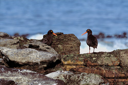 Rare African Black Oystercatcher in South Africa - Endangered Bird Species