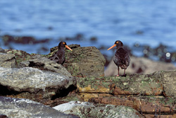Encounter the Rare African Black Oystercatcher in South Africa