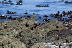 Fascinating African Black Oystercatcher in Africa