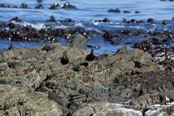 Discover the rare African Black Oystercatcher in South Africa